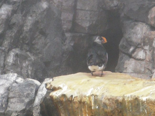 この鳥、めっちゃ泳ぎ回ります。