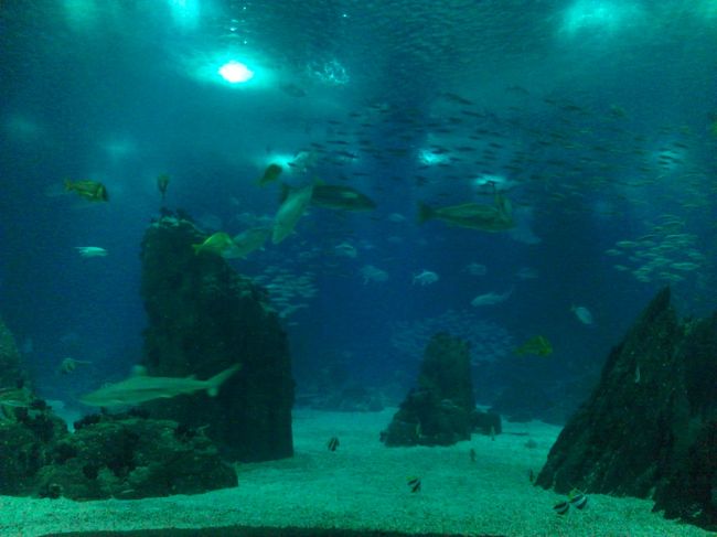 魚の種類もとっても多いので見ていて飽きない。<br />1時間は居れるな、私は。