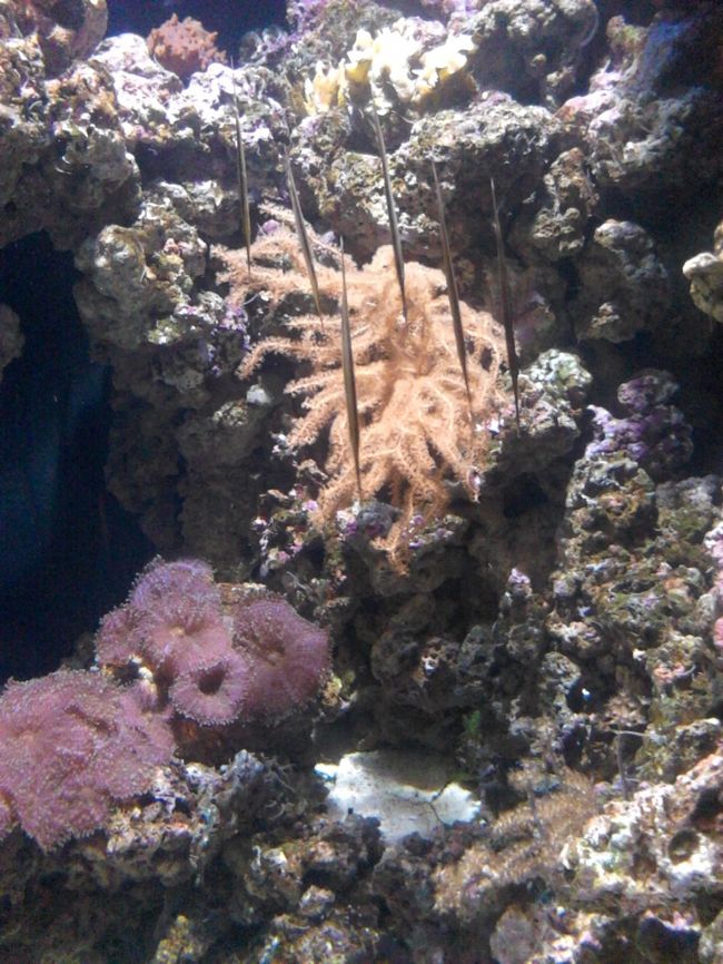 可食部少なそう。