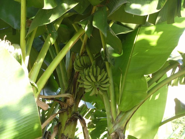 この辺りはバナナの樹が多い。<br /><br />バナナの樹に囲まれてると南国気分が高まる。