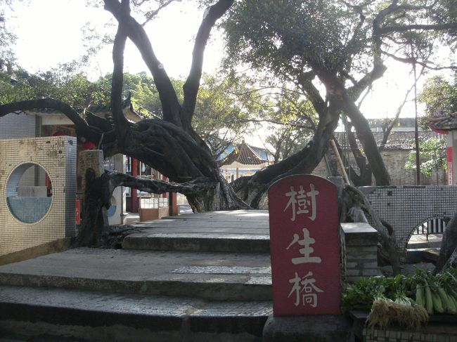 欄干の気根は橋の袂にある石柱の穴を貫通し地下に潜り橋脚部分を縛ってるようだ。<br /><br />こんな風に橋の骨組みの上に板を敷いたり、人の手が加わってる箇所も当然ながらある。