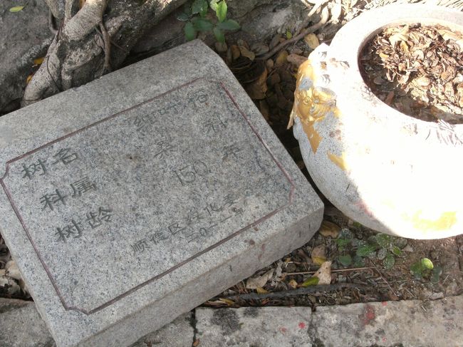 あれ？　このガジュマルの樹齢 て１５０年？<br /><br />橋の周知板には明代 隆慶 （１５６７〜１５７２年） に建造 てなことが記されてるけど...　？？？