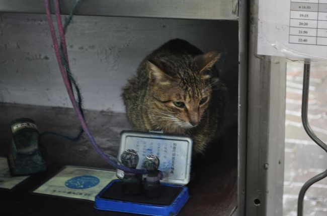 　入り口近くにいたネコです。(笑)<br />　ネコ駅長？