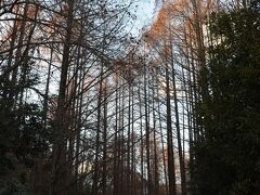 １２月２８日　岡本太郎美術館に寄り道

横浜の我家からよみうりランドに行く途中に岡本太郎美術館がある。
やっぱり寄って行く。

自然豊かな多摩丘陵地にある生田緑地の一角にある。
メタセコイヤの向こうに、岡本太郎美術館。
