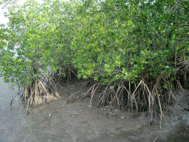 マングローブのねもと。