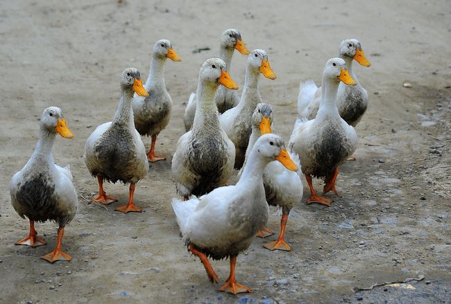 アヒルの集団移動。<br />泥水で汚れています。