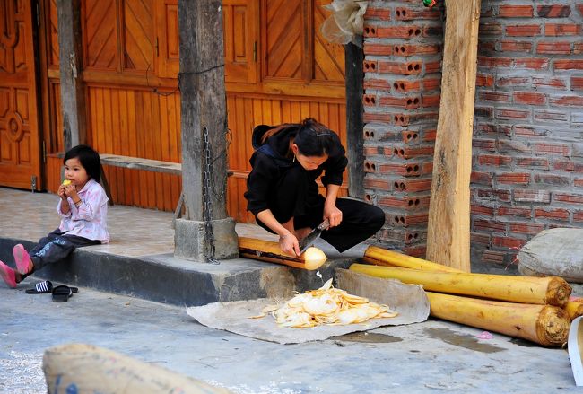 バナナの茎を薄く削って、<br />家畜の飼料を作っています。