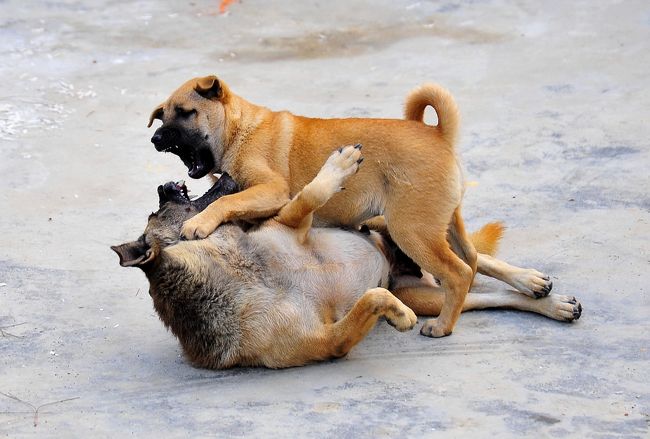 子犬が親犬に、<br />本気でじゃれているのでしょうか？