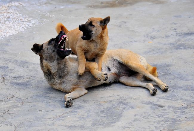 牙すごいです。