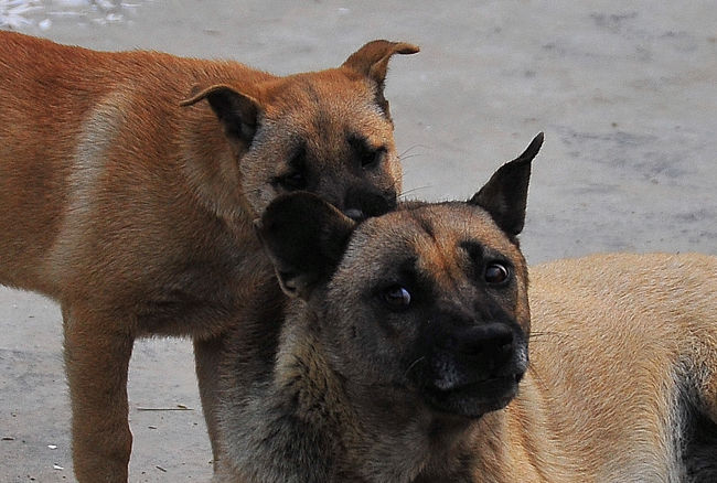 でも咬みません。