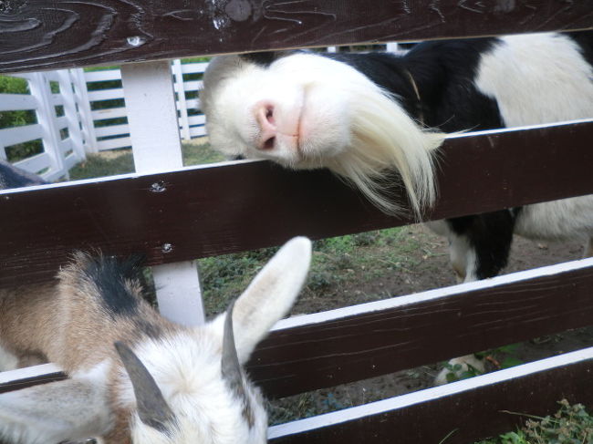 ヤギノエサ（100円）をあげると無理やり顔出してます。