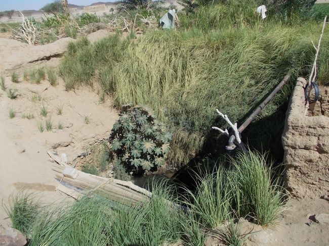 井戸らしきっものがあったけど、水は濁っていた。この水で全ての生活水をまかなっていた。