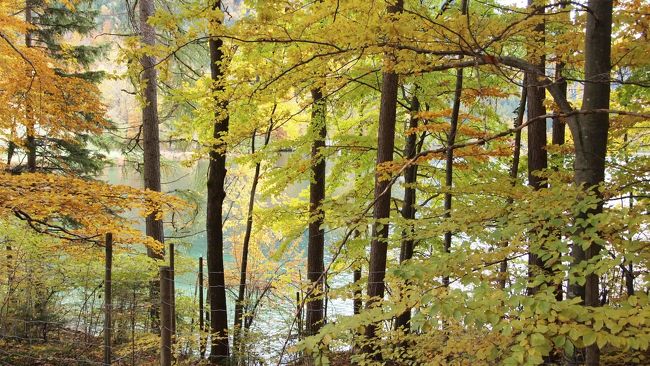 山道はこんなに綺麗な紅葉！