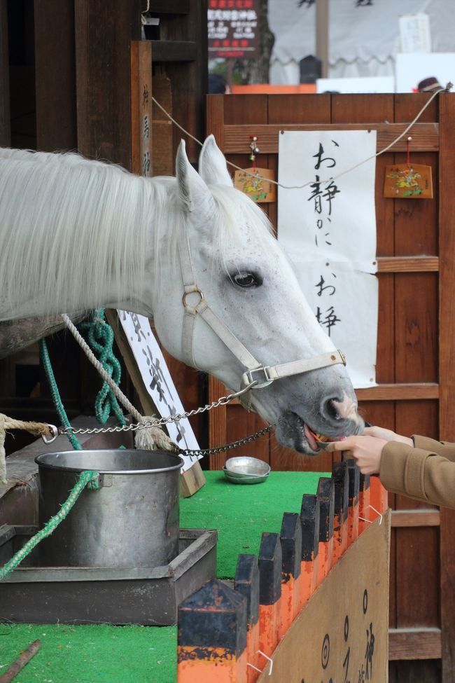 上賀茂神社では，神馬にニンジンを与えることができます。<br />