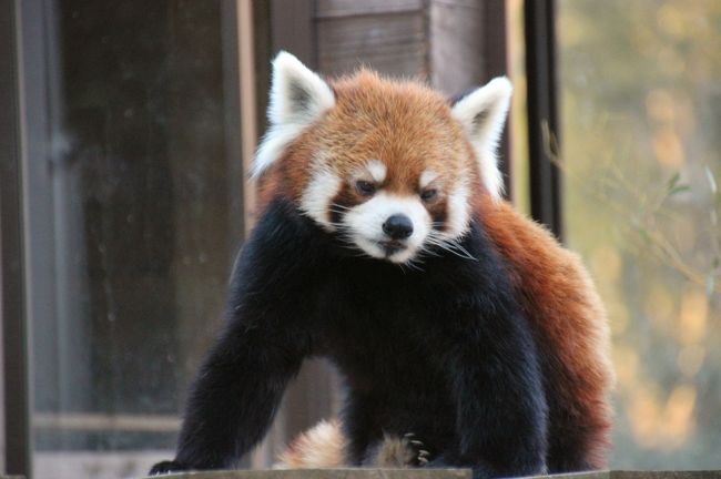 歳末レッサーパンダ詣で千葉市動物公園へ ２ Red Panda 特集 後編 よいお年を 風太くん一家 千葉市 千葉県 の旅行記 ブログ By まみさん フォートラベル