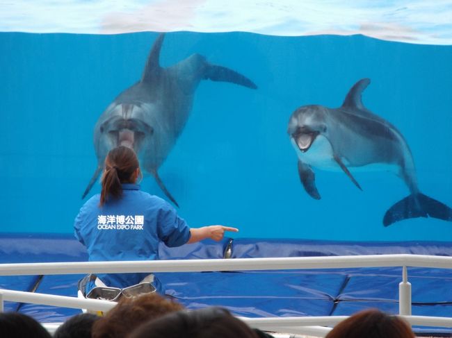 美ら海水族館のイルカショー。可愛いですね。（因みに、このショーは無料です）