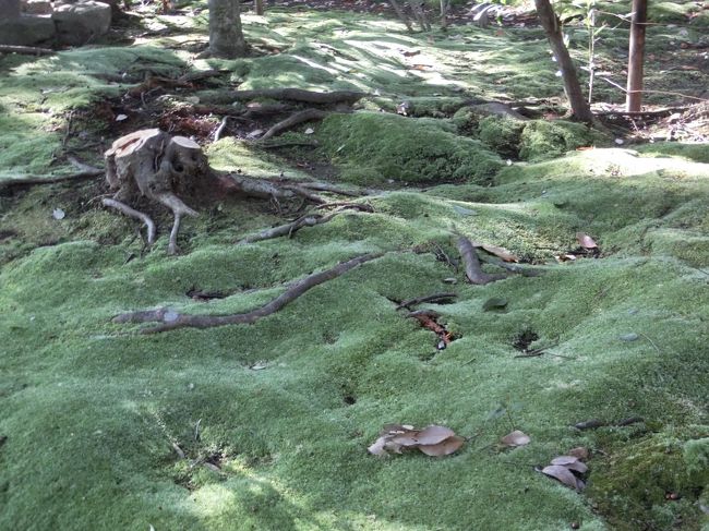 触りたい衝動をぐっとこらえる。<br />もこもこの苔〜