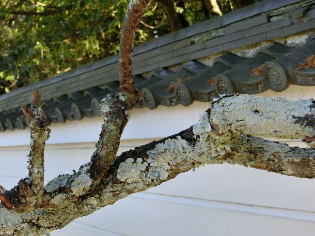 立派な梅の木の苔に食いつく。