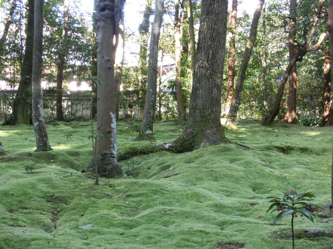 何度でも撮りたくなる苔。