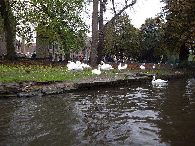 駅に近い、愛の何たら公園（名前ど忘れ）かいわいには白鳥もいっぱい。