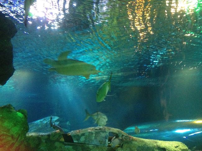 ステーキの後はDFSへ行き、<br />そのあとアンダーウォーターワールドのバーへ☆