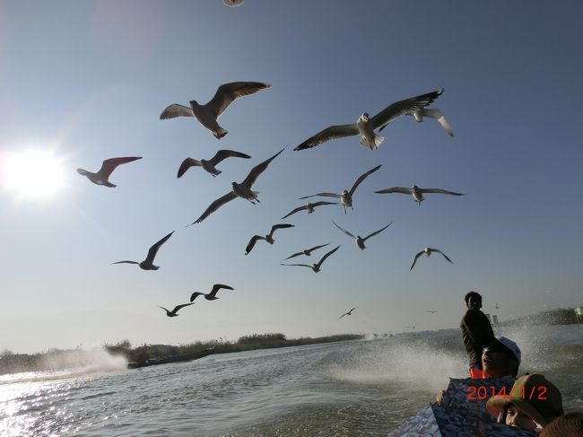 添乗員さんが、カモメの餌を分けてくださって投げてみたらこんなにカモメさんが寄ってきた\(◎o◎)／！