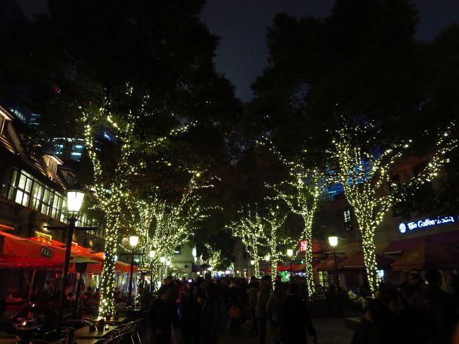 こちらの並木も、