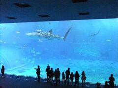 ２日目に美ら海水族館に行きました。

７年前に一度来ましたが記憶が薄れたのと、ツアーに無料チケットが付いていたので、再び美ら海水族館に来ました。