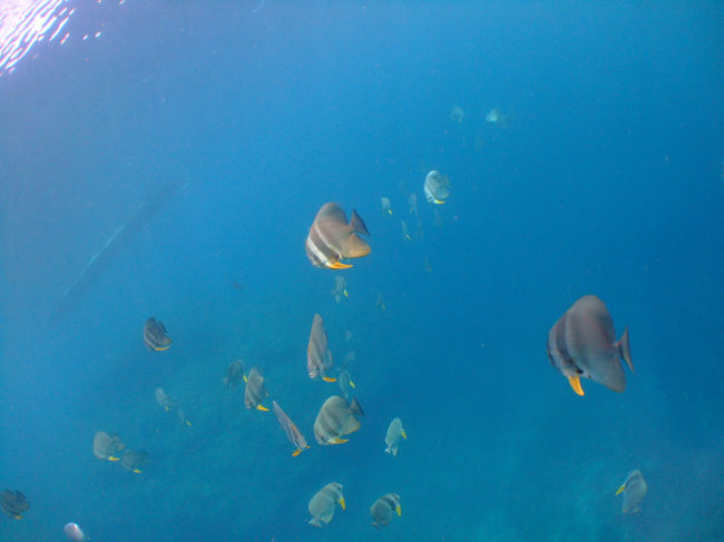 まみちゃんが私たちの手を持ちつつ<br />餌をまいてくれているのでお魚が寄ってきます