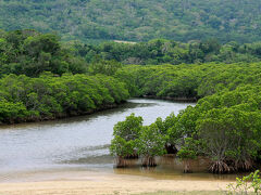 伊土名のヒルギ群落が見えてきました。