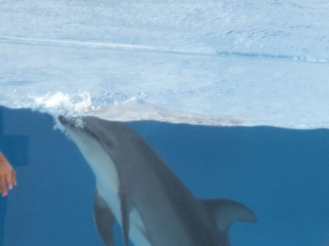 オキちゃん劇場＝イルカショーです(^o^)