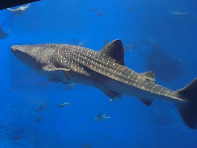 修学旅行以来のサメ！