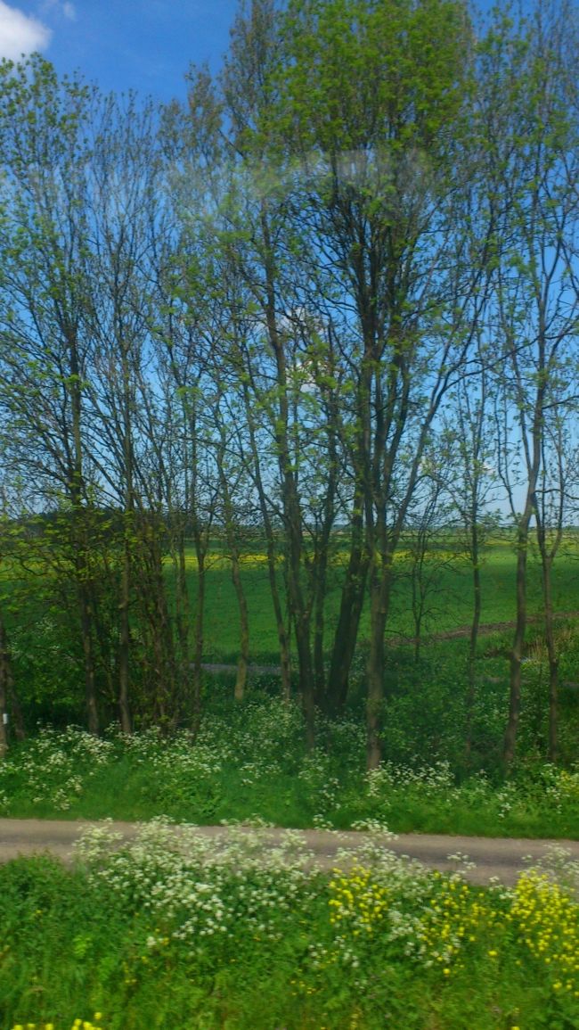 天気がいいのでキューケンホフ公園へ行くことに。列車からののどかなながめにも癒されます。<br />