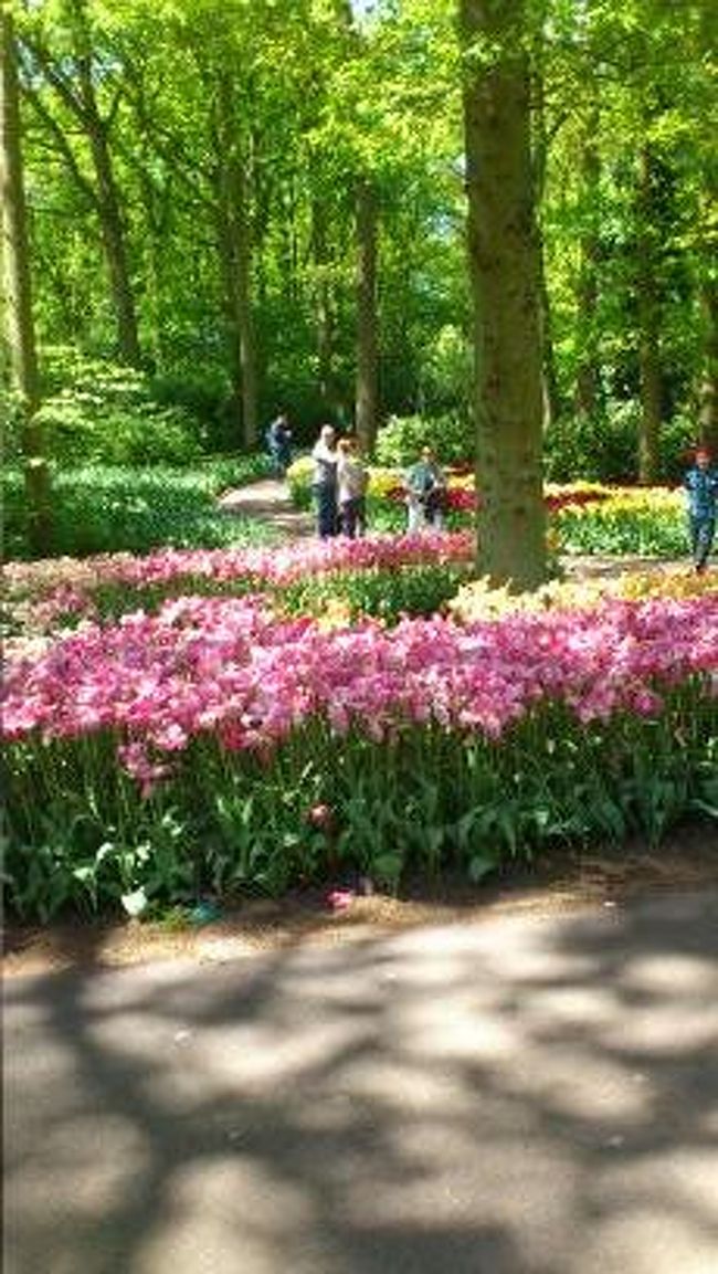 木漏れ日の中のピンク。シャッターがとまりません。