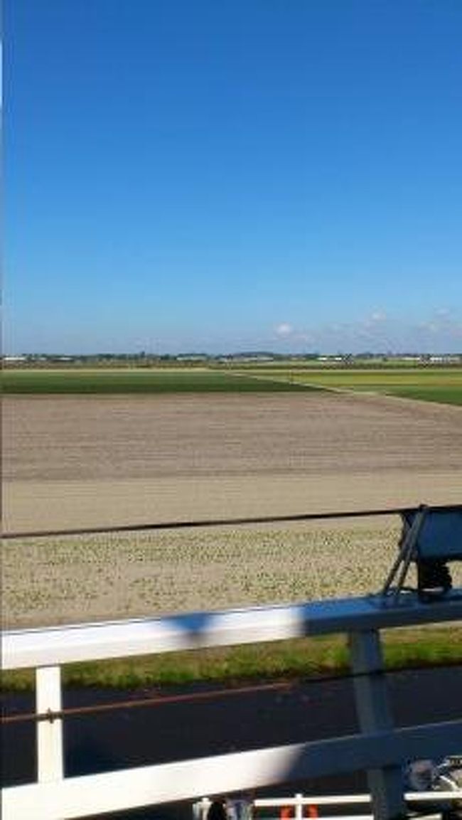 4月とかなら、ここもチューリップで広がっているそう。