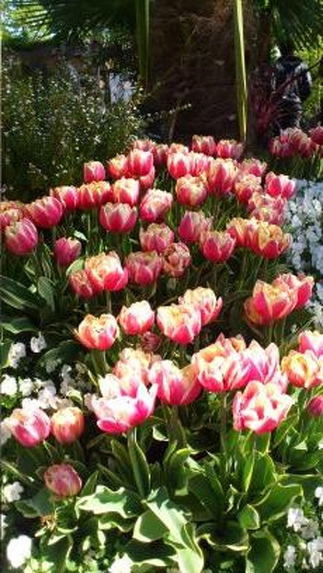 きれいすぎて何度もシャッターを押してします。