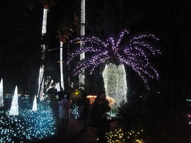 少し熱帯気分のイルミネーション