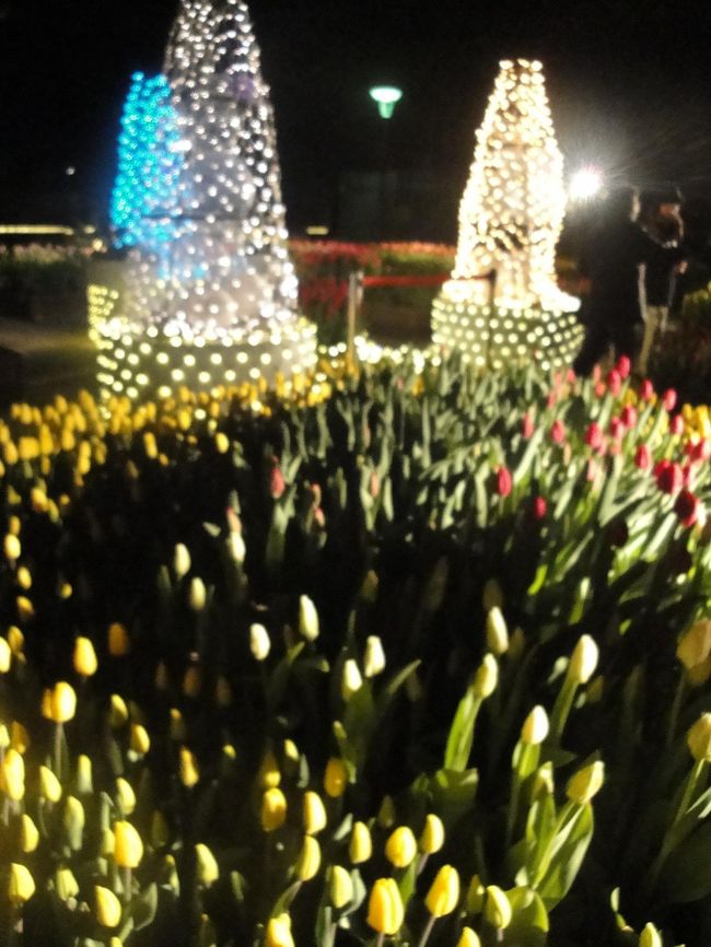 入り口近くにたくさんのチューリップが咲いています。