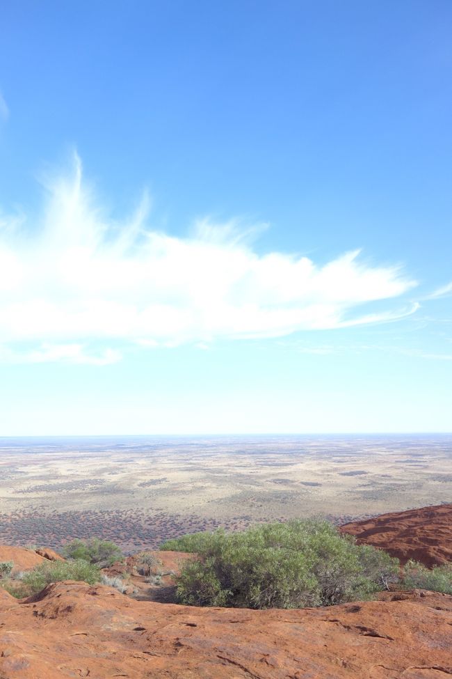 こんなところにも木は生えます