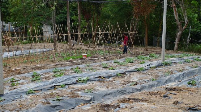 ホテルの隣では、野菜を作っていました。