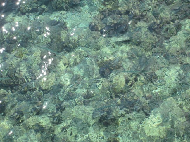 ブセナ海中公園展望台に向かう所の海にはダツが沢山いました。