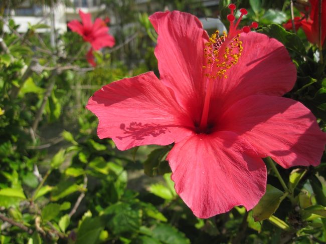 ハイビスカスが鮮やかに咲いていました。