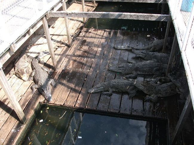 トンレサップ湖：ワニの養殖所