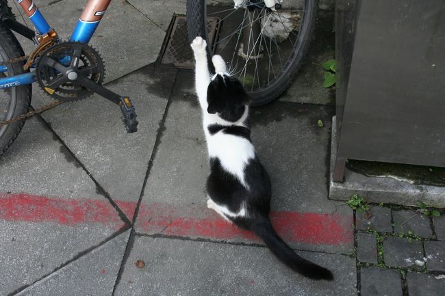 自転車のタイヤで爪を研ぐネコ