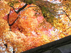 午前中は、大徳寺でのんびりと紅葉を楽しみます。