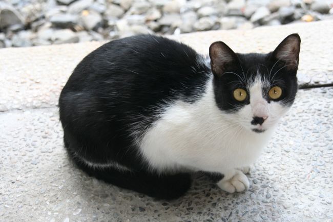 駅を降りると早速ネコ達がお出迎え