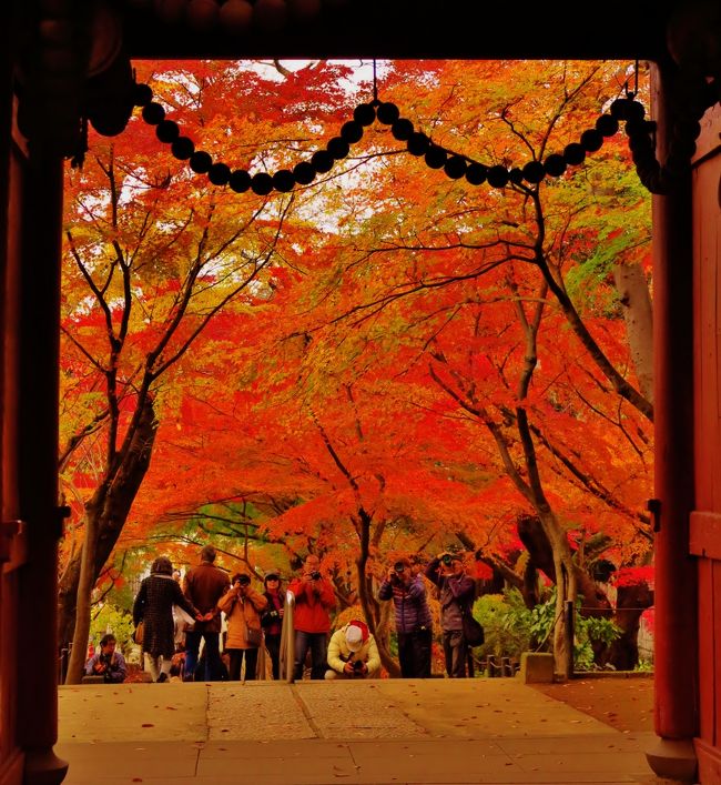 長谷山本土寺b 境内のモミジ 1,500本紅葉 ☆見ごろは今(11月