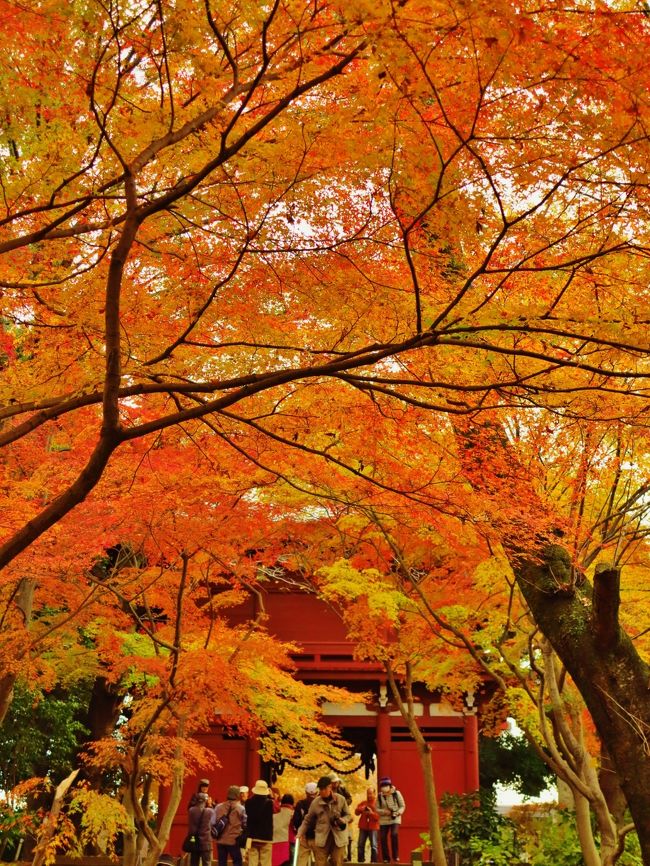 本土寺の四季 本土寺【公式】｜本土寺の御宝物と四季 紫陽花寺