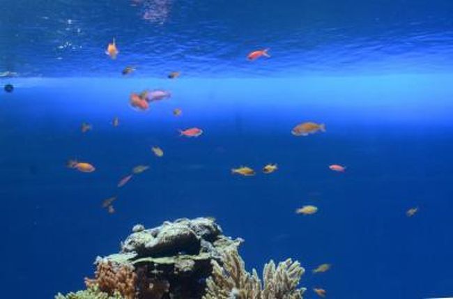 池袋 サンシャイン 水族館他 池袋 東京 の旅行記 ブログ By ななさん フォートラベル