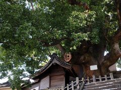 山の口跡から勅使坂を登って行くと、大きな樹が見えてきた。この地にあった大徳寺という寺の境内にあった楠の大木で、樹齢は推定で800年だそうだ。そのの楠は、聳えると言うよりも、どっしりと低く構えた感じで、これまで見た楠の中でもかなり特徴的な姿であった。樹の袂には、楠稲荷神社が鎮座している。